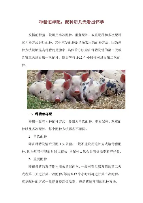 种猪怎样配,配种后几天看出怀孕