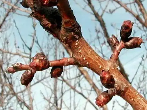 人教版七年级生物上册《开花和结果》课件