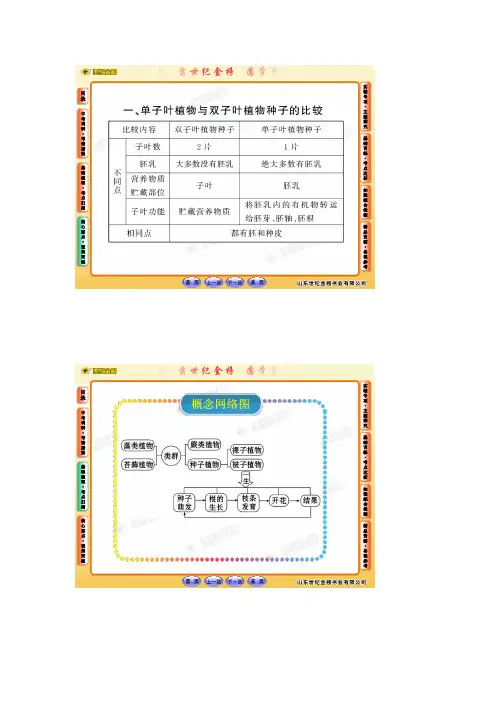 被子植物的知识点与练习题解析