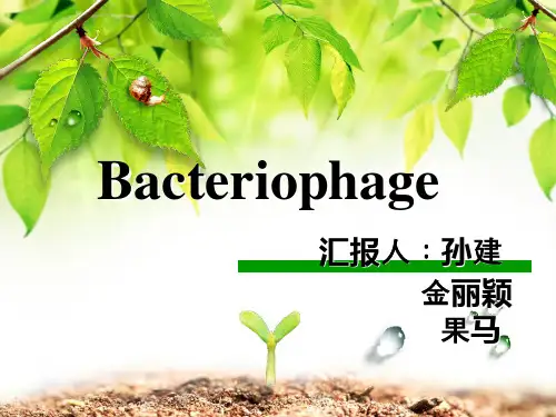 噬菌体课件