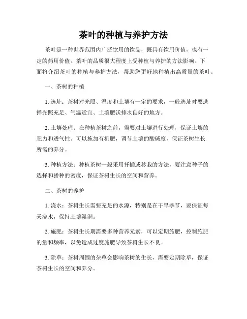 茶叶的种植与养护方法