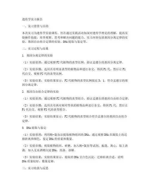 遗传学实习报告
