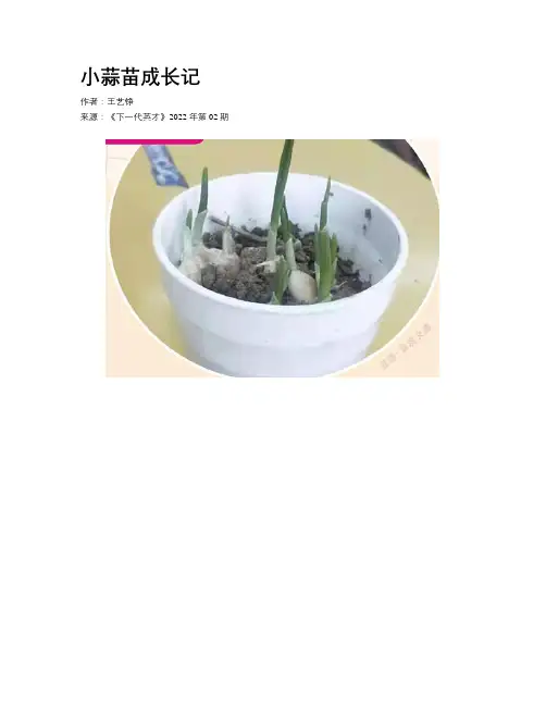 小蒜苗成长记