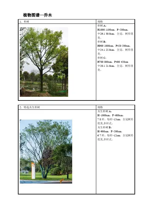 地产成本管理——景观苗木植物图谱(附苗木图片)