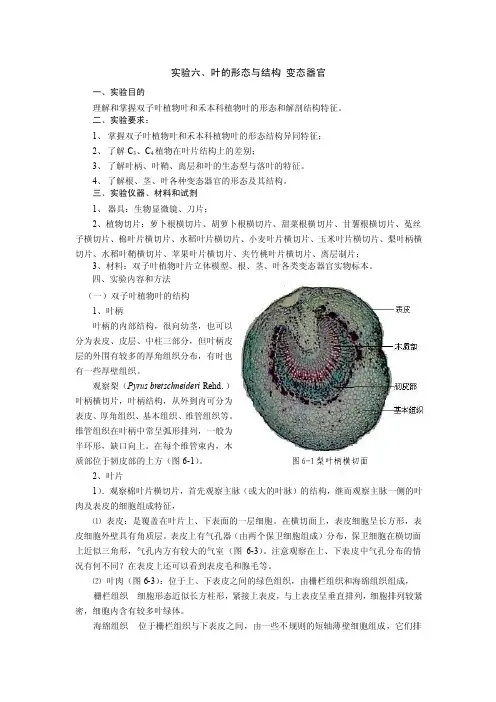 实验六、叶的形态与结构变态器官
