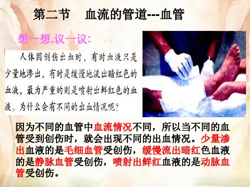 血流的管道——血管PPT课件12 人教版