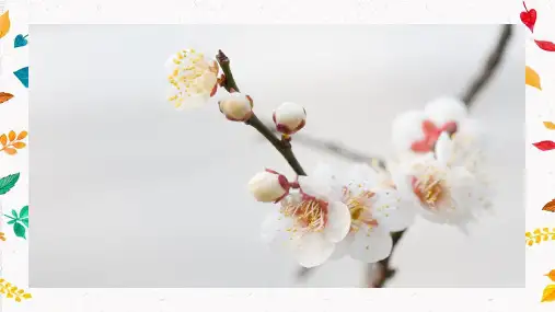 部编版小学语文四年级上册雪梅(教学课件)