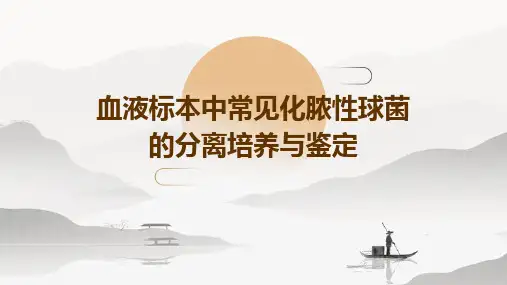 血液标本中常见化脓性球菌的分离培养与鉴定一
