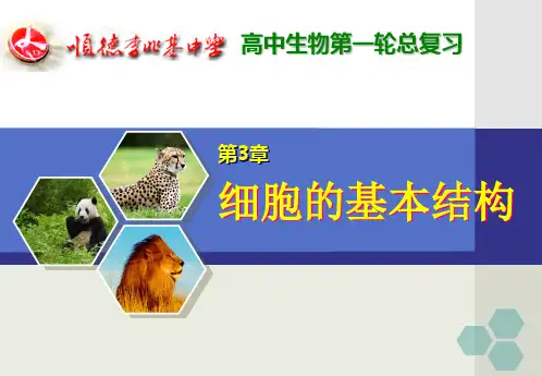 细胞的基本结构—细胞膜