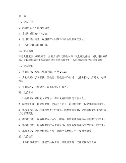做肺模型实验报告(3篇)