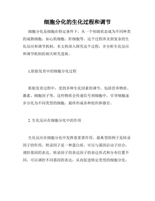 细胞分化的生化过程和调节