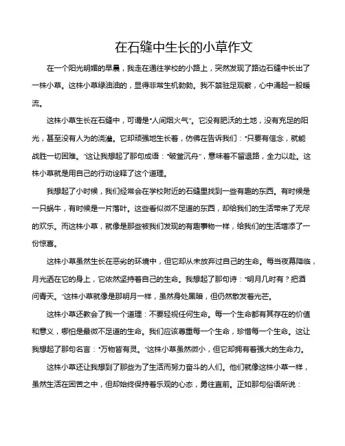 在石缝中生长的小草作文