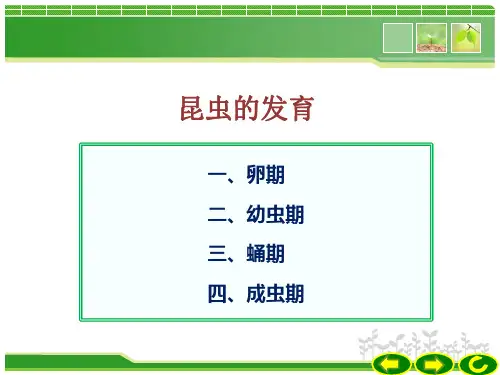 昆虫的发育PPT