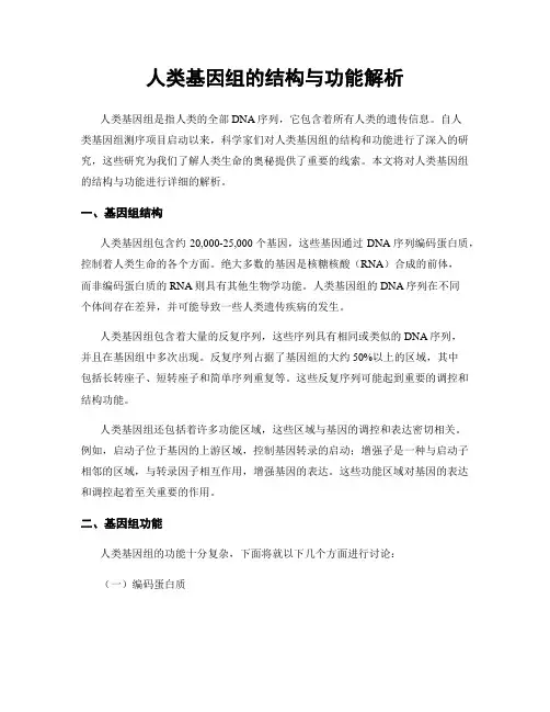 人类基因组的结构与功能解析