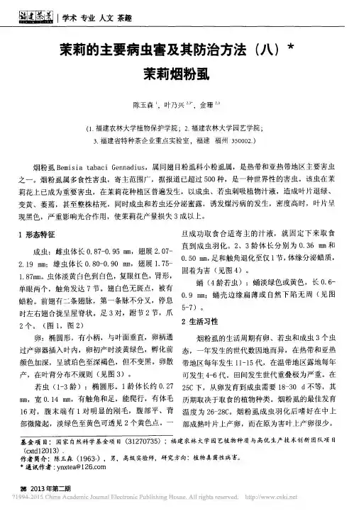 茉莉的主要病虫害及其防治方法_八_茉莉烟粉虱_陈玉森
