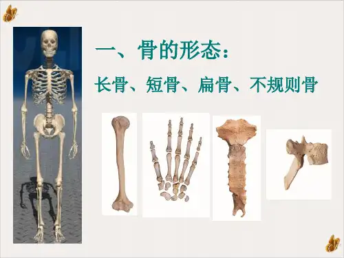骨的形态和结构ppt课件