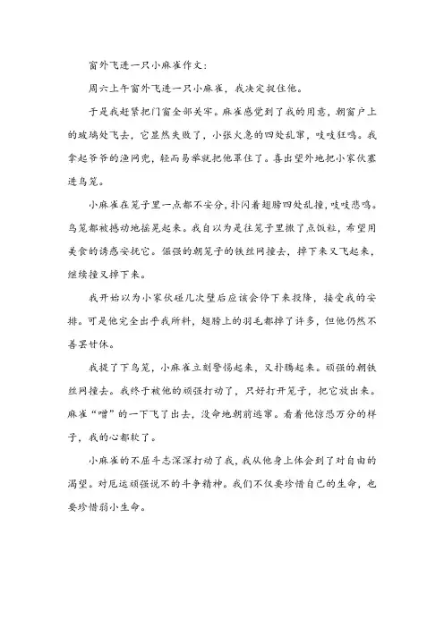 窗外飞进一只小麻雀作文