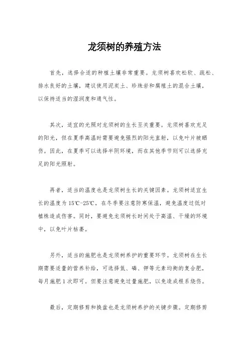 龙须树的养殖方法
