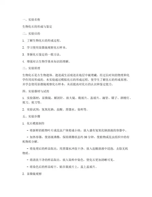 生物化石实验报告