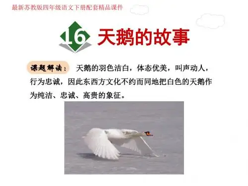天鹅的故事PPT课件