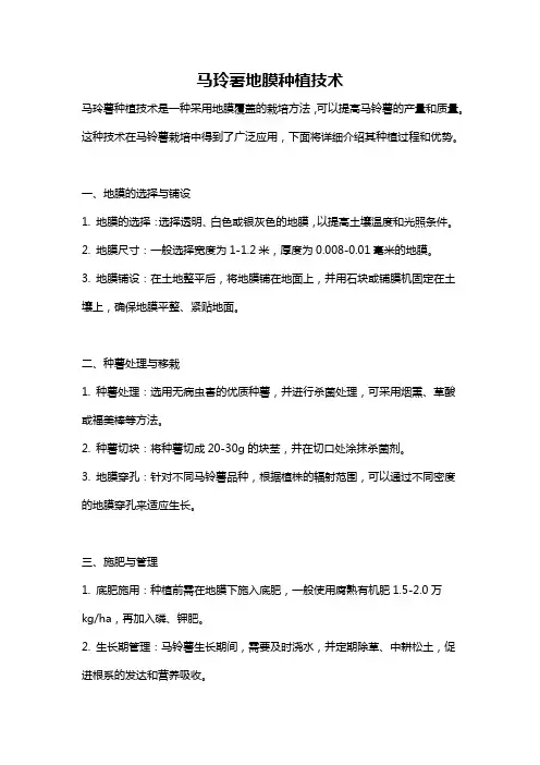 马玲薯地膜种植技术