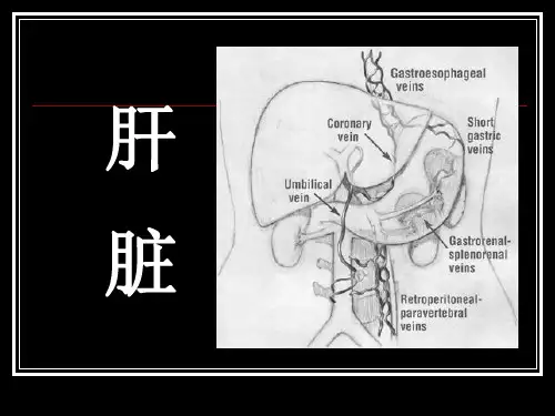 肝胆疾病影像诊断1