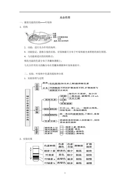 高三一轮复习生物光合作用知识点整理