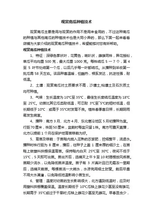 观赏南瓜种植技术