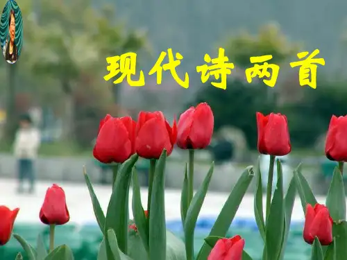 语文八年级上语文版《长城谣一片槐树叶》课件