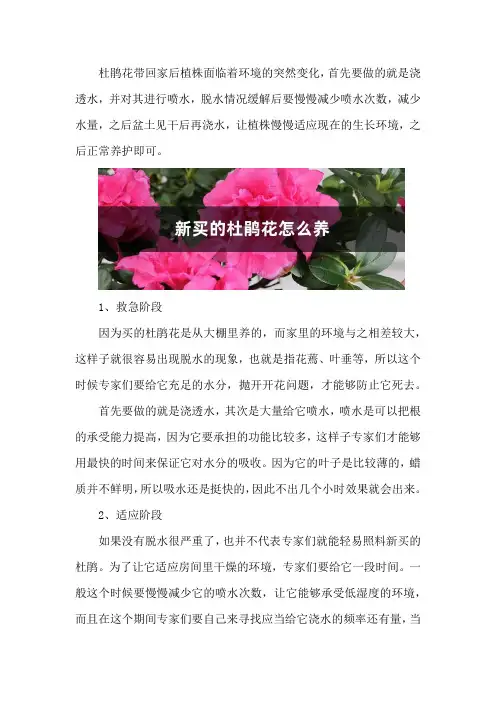 新买的杜鹃花怎么养