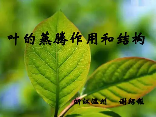 叶的蒸腾作用和结构2--浙教版(2019年11月)