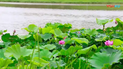 部编版三年级语文下册3.《荷花》课件(共53张PPT)