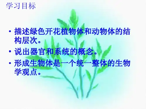 多细胞生物的结构层次(共26张PPT)