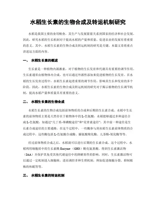 水稻生长素的生物合成及转运机制研究