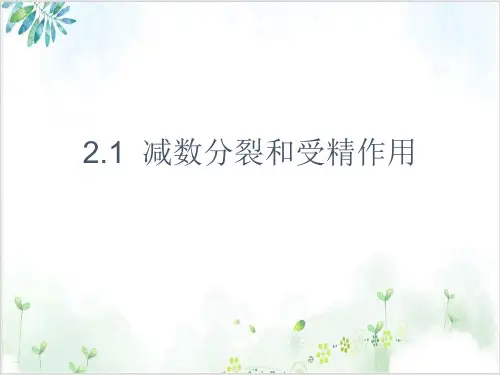 [人教版]《减数分裂和受精作用》教学课件1