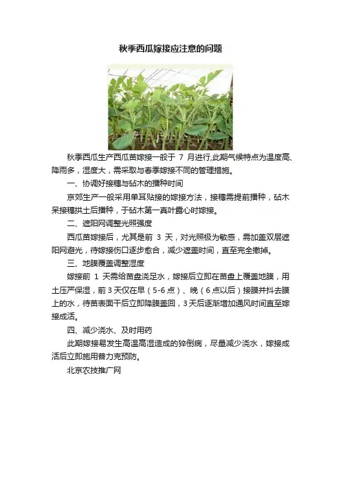 秋季西瓜嫁接应注意的问题