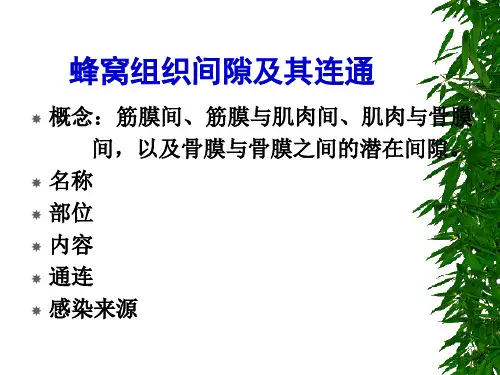 口腔解剖生理学 第十一章(面颈颅部局部解剖)