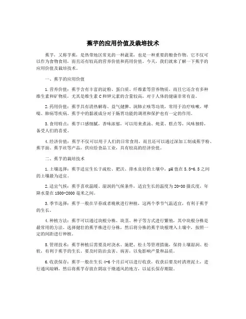 蕉芋的应用价值及栽培技术
