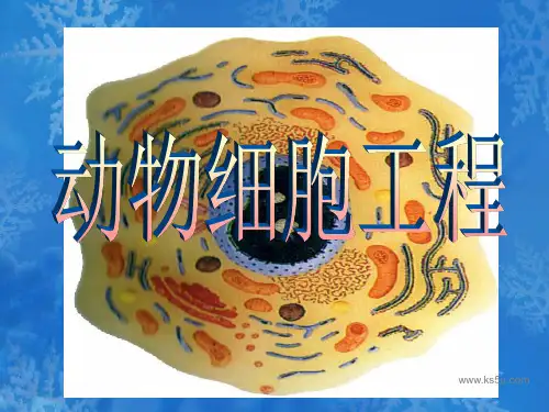 生物：2.2《动物细胞 工程》课件(新人教版选修3)