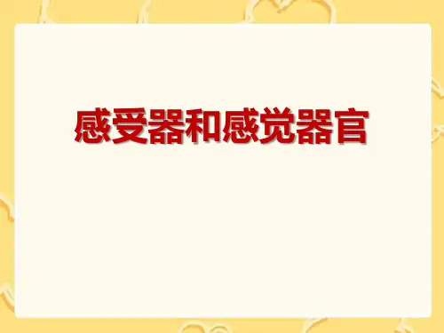 《感受器和感觉器官》PPT课件教学课件