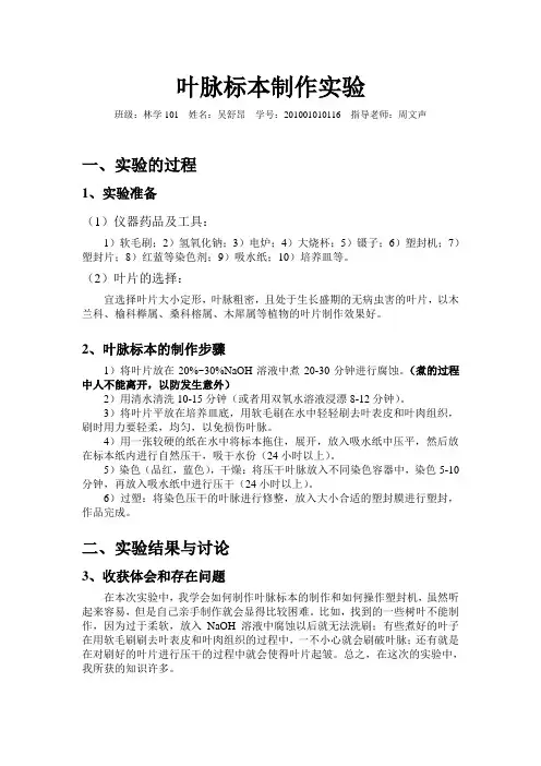 叶脉标本制作实验