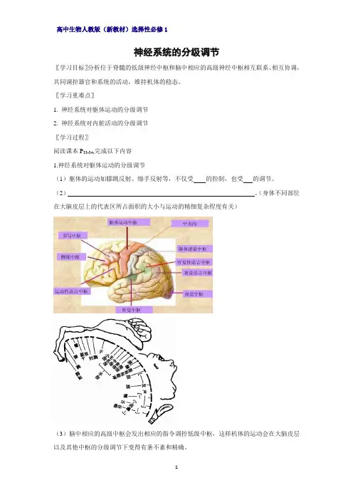 高中生物选修1(新教材)精品学案1：2-4-神经系统的分级调节 人教版