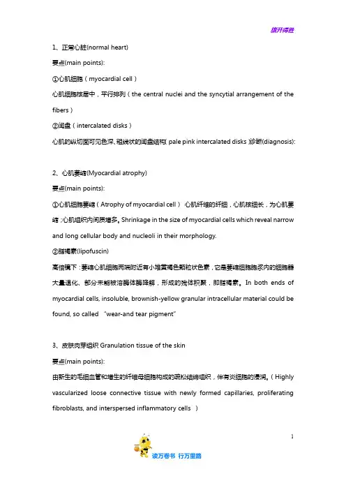 比较人体形态学 形态切片资料参考