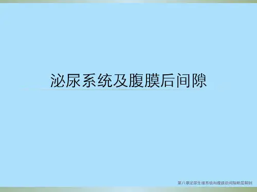 第八章泌尿生殖系统和腹膜后间隙断层解剖