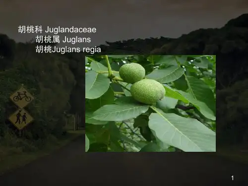 植物学分类