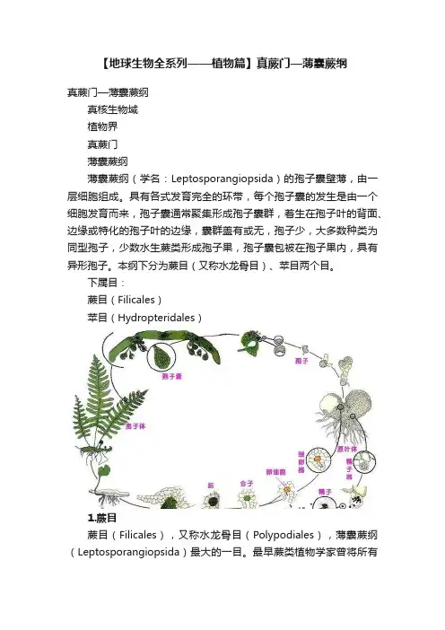 【地球生物全系列——植物篇】真蕨门—薄囊蕨纲
