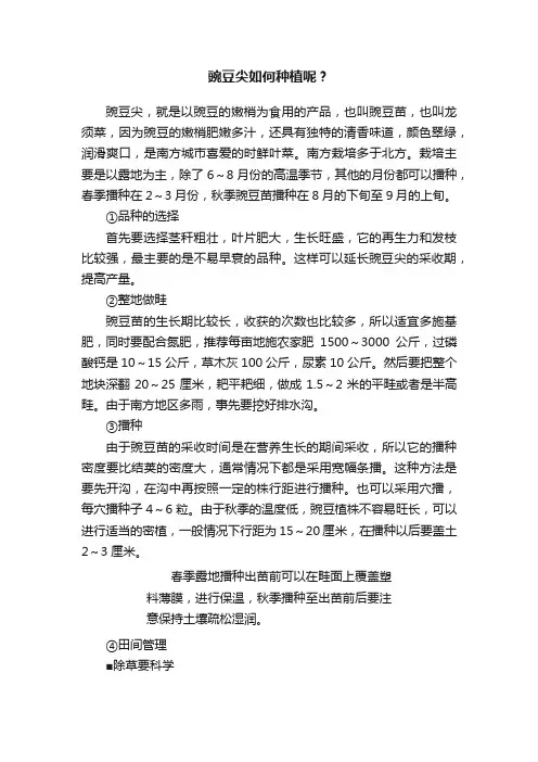 豌豆尖如何种植呢？