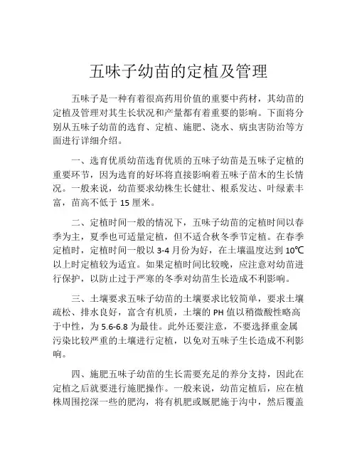 五味子幼苗的定植及管理