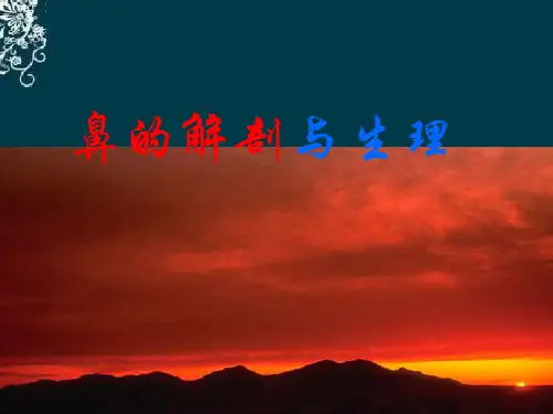 鼻的解剖ppt课件