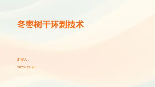 冬枣树干环剥技术